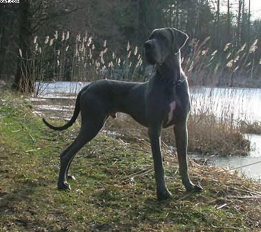 Bullcronans Kar De Mumma