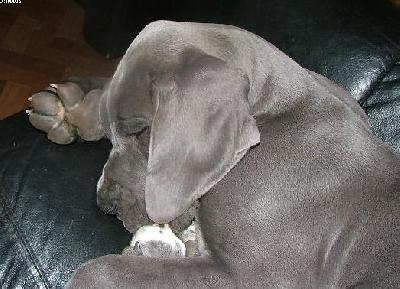 Bullcronans Kar De Mumma