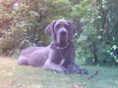 Bullcronans Kar De Mumma