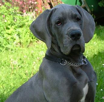 Bullcronans Kar De Mumma