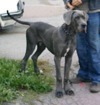 Bullcronans Kar De Mumma