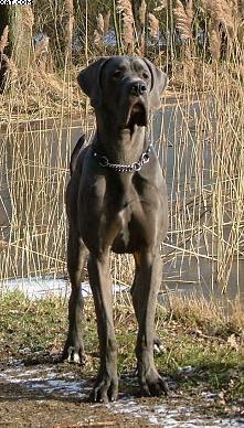 Bullcronans Kar De Mumma