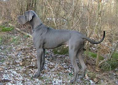 Bullcronans Kar De Mumma