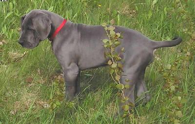 Bullcronans Kvicksilver