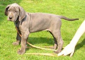 Bullcronans Karl Oscar