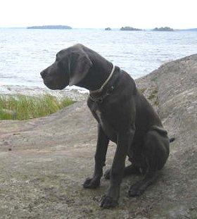 Bullcronans Karl Oscar