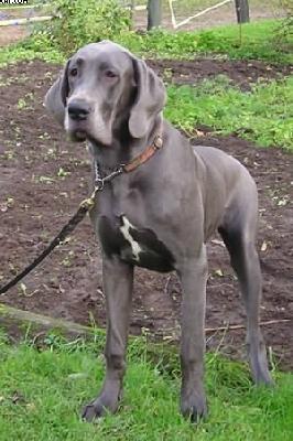 Bullcronans Katja Of Sweden