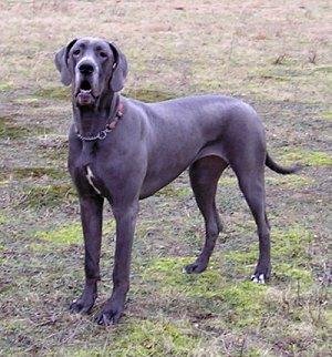 Bullcronans Katja Of Sweden