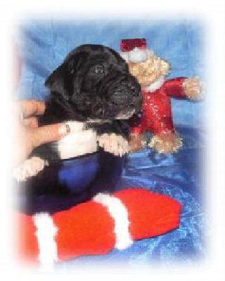 Farin Vom White Temple