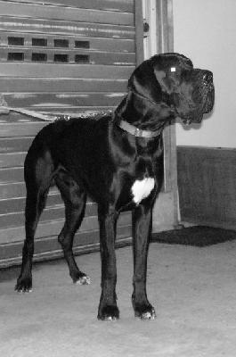 Ferris Vom White Temple