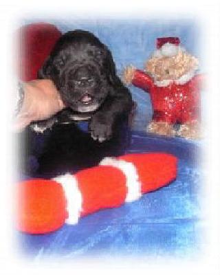 Ferris Vom White Temple