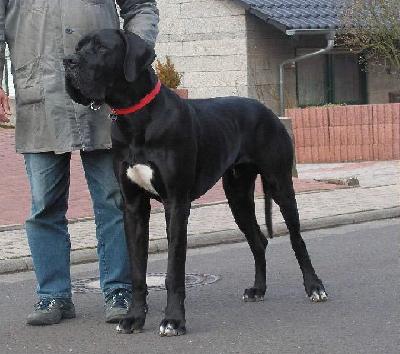 Ferris Vom White Temple