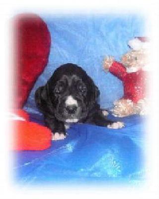 Fatos Vom White Temple