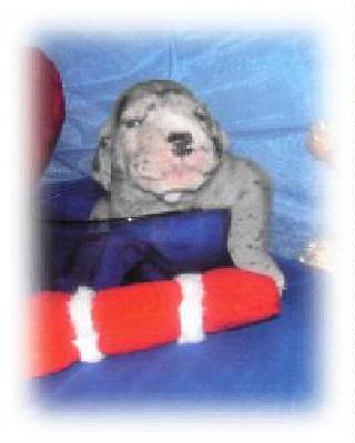 Filipo Vom White Temple