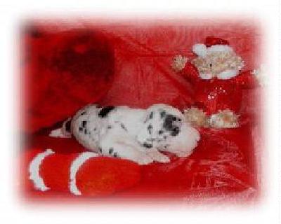 Fiona-coralie Vom White Temple