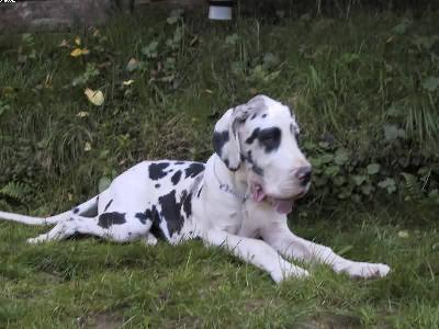 Amuna Des Terres De La Rairie