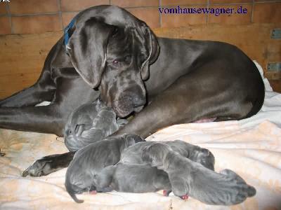 Etokles-samson Vom Hause Wagner