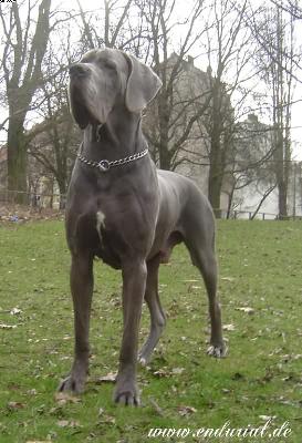 Ch Enduro Vom Hause Wagner