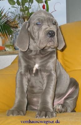 Ch Enduro Vom Hause Wagner