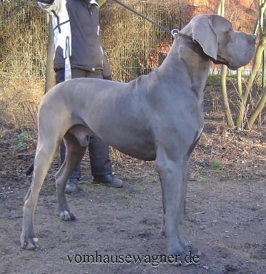 Ch Enduro Vom Hause Wagner