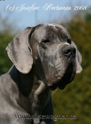 Ch Enduro Vom Hause Wagner