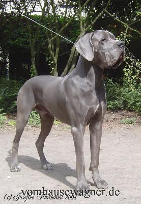 Ch Enduro Vom Hause Wagner