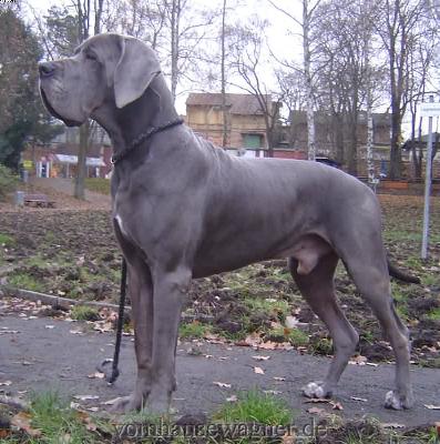 Ch Enduro Vom Hause Wagner