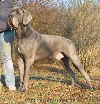 Ch Enduro Vom Hause Wagner