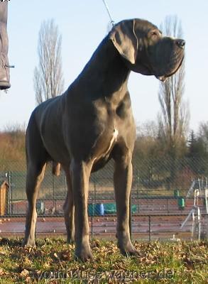 Ch Enduro Vom Hause Wagner