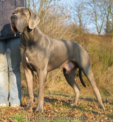 Ch Enduro Vom Hause Wagner