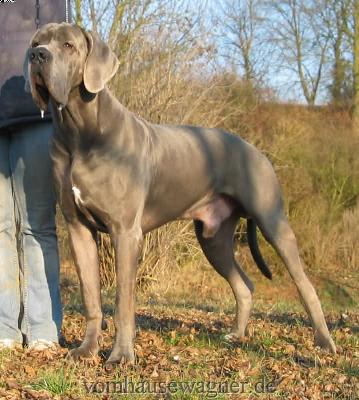 Ch Enduro Vom Hause Wagner