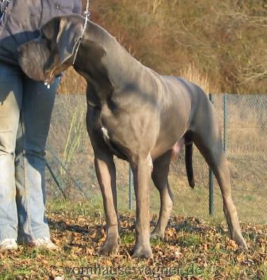 Ch Enduro Vom Hause Wagner