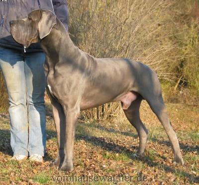 Ch Enduro Vom Hause Wagner