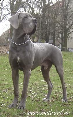 Ch Enduro Vom Hause Wagner