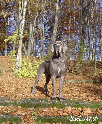 Ch Enduro Vom Hause Wagner