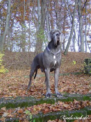 Ch Enduro Vom Hause Wagner