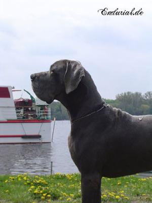 Ch Enduro Vom Hause Wagner