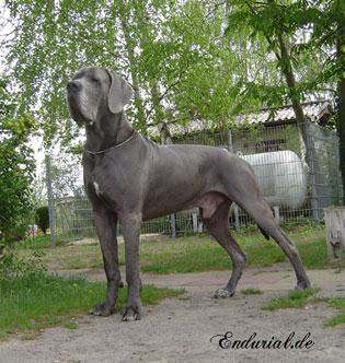 Ch Enduro Vom Hause Wagner