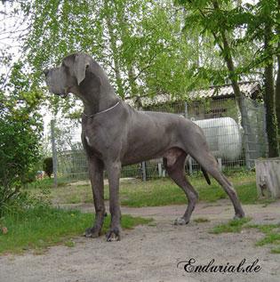 Ch Enduro Vom Hause Wagner