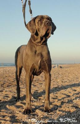 Excavatio Vom Hause Wagner