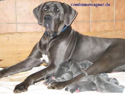 Excavatio Vom Hause Wagner