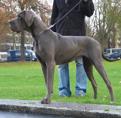 Excavatio Vom Hause Wagner