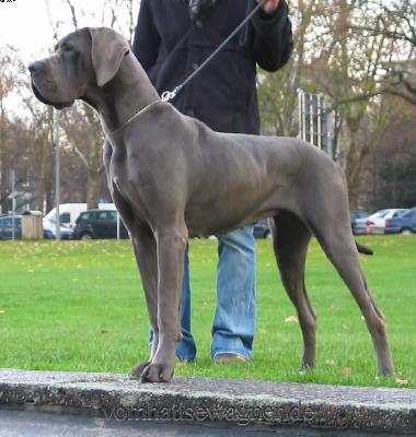 Excavatio Vom Hause Wagner