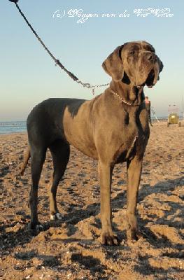 Excavatio Vom Hause Wagner