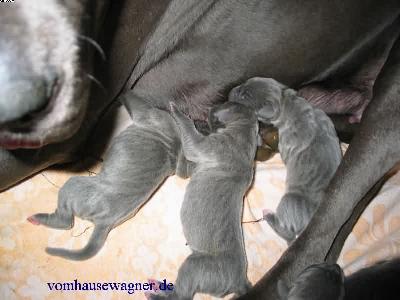 Eminentia Vom Hause Wagner