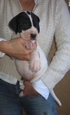 Rasputin Von Schlesien