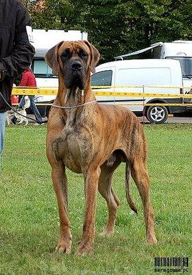 Ch Bruno Des Terres De La Rairie