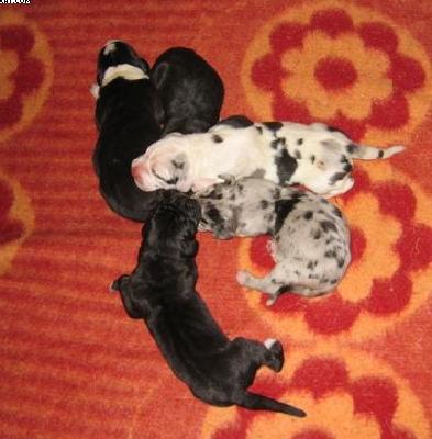 Tristan Von Schlesien