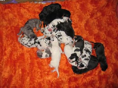 Samiro Von Schlesien