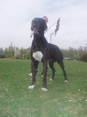 Silvano von Schlesien